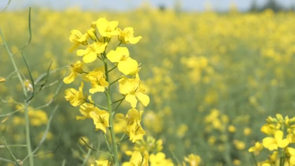 Colza de floração amarela a partir da qual o óleo é feito — Vídeo de Stock