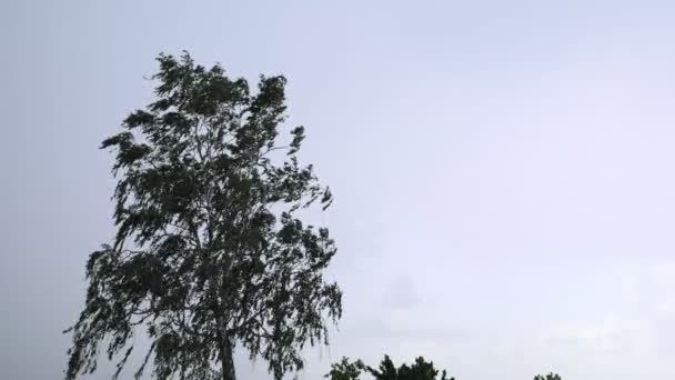 有树木的雨天景观 — 图库视频影像