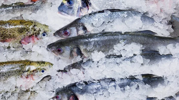 スーパーの棚に氷の中のマス。冷魚 — ストック写真