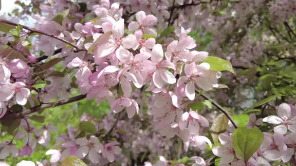 Flowering apple tree. apple-tree flowers close-up — Stock Video