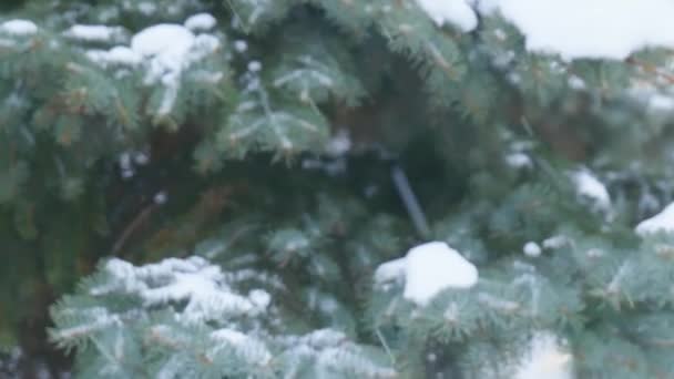 Neve che cade sullo sfondo dell'albero di Natale. Neve lenta mo — Video Stock