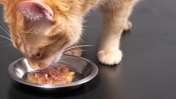 Рыжая кошка крупным планом ест кошачью еду из миски — стоковое видео