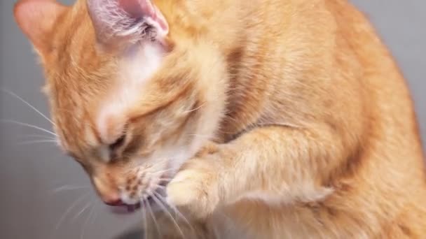 Lavando un gato jengibre con una pata — Vídeos de Stock