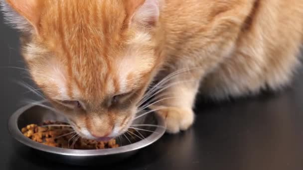 Primer plano jengibre gato comer gato comida de un bowl — Vídeo de stock