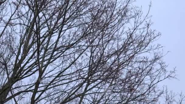 秋天的雪，光秃秃的树背景 — 图库视频影像