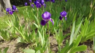 Bahçede mor süsen çiçekleri