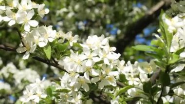 Çiçekli elma ağacı. Elma ağacı çiçekleri yakın plan