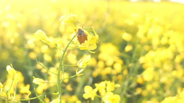 Canola flower and May beetle close up — Stock Video