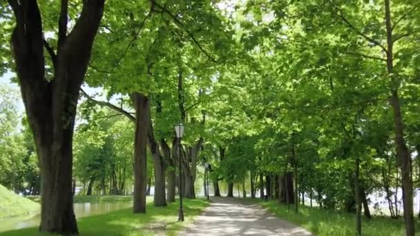 El tráfico en la carretera verde del parque en la mañana de verano — Vídeos de Stock