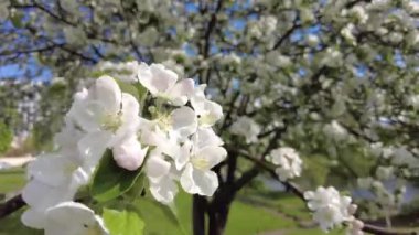 Çiçekli elma ağacı. Elma ağacı çiçekleri yakın plan
