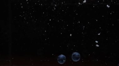 Yaban mersininin yavaşça siyah arkaplandaki suya düşmesi