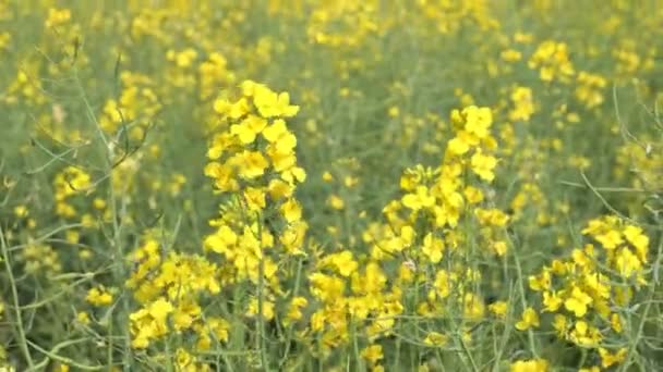 Žluté řepkové semínko, ze kterého je vyroben olej — Stock video