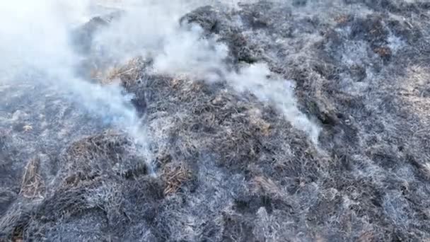 Brænde græs close-up. røgdykning, brændt halm – Stock-video