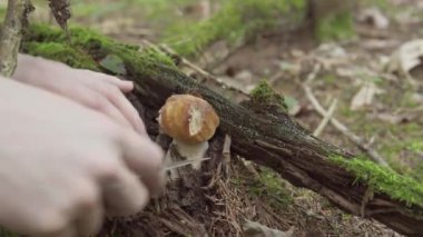 Sonbahar ormanında mantar topluyorum. Mantar toplayıcısı mantar alır.