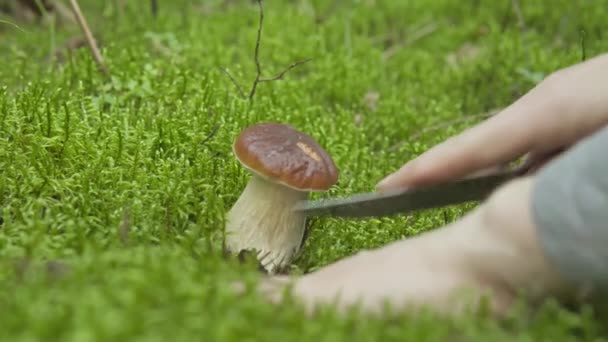 在秋天的森林里采摘蘑菇。采蘑菇人吃蘑菇 — 图库视频影像