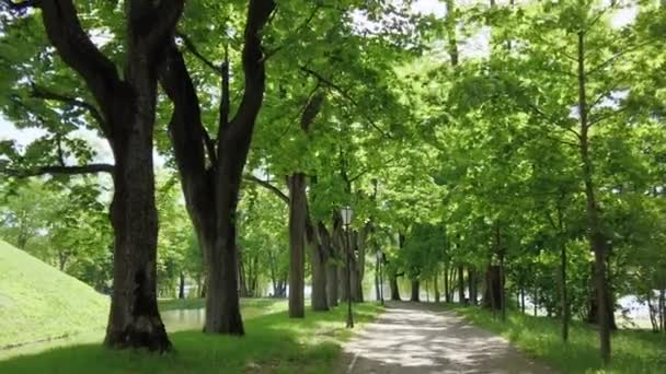 Ruch na zielonej drodze park w letni poranek — Wideo stockowe