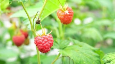 Yeşil bulanık arkaplanda kırmızı ahududu dalı