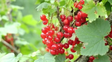 Yeşil arkaplanda kırmızı frenk üzümü