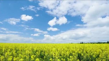 Bulutların kolza tohumu tarlası üzerindeki hızlandırılmış hareketi. Çiçek açan kolza tohumu