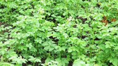 Patates tarlada. Kırsal bir alanda yeşil patates sapları