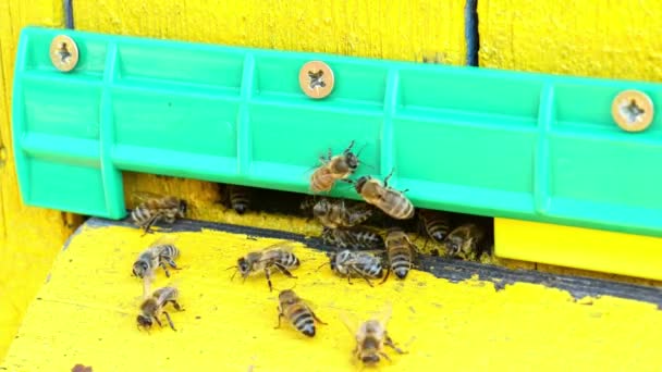 Bin i en kupa närbild. Långsamma bin bär honung till bikupan — Stockvideo