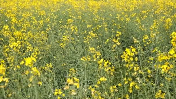 油が作られる黄色の開花菜種 — ストック動画