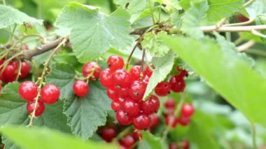 Yeşil arkaplanda kırmızı frenk üzümü