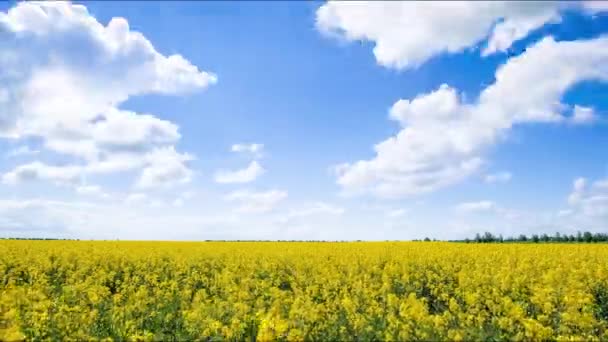 Upływ czasu ruch chmur nad polem rzepakowym. rzepak kwitnący — Wideo stockowe