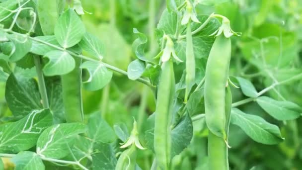 香浓的绿豆在模糊的绿色背景上紧密相连 — 图库视频影像