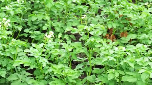 Batata no campo. Talos verdes de batatas em um campo rústico — Vídeo de Stock