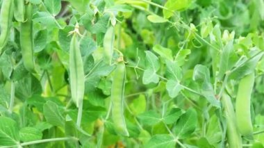 Baharatlı yeşil bezelyeler, bulanık yeşil arka planda yakın plan