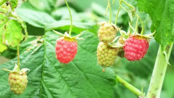 Red raspberry branch on green blurred background — Stock Video