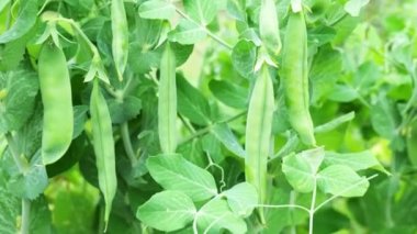 Baharatlı yeşil bezelyeler, bulanık yeşil arka planda yakın plan