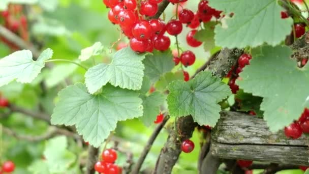 Red currant on a branch on a green background — Stock Video