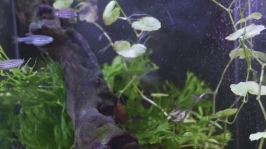 Büyük bir akvaryumdaki balık manzarası