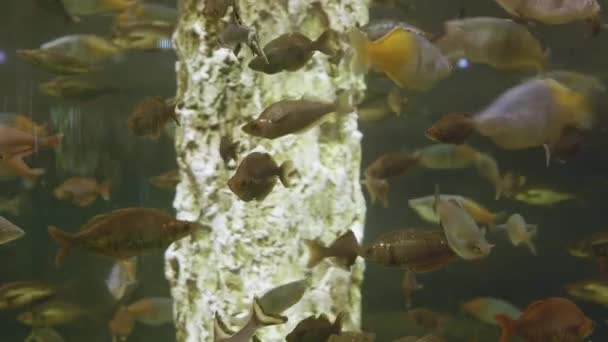 Vue des poissons dans un grand aquarium — Video