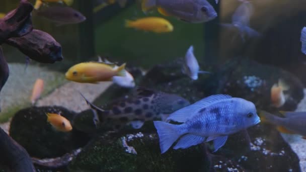 Vue des poissons dans un grand aquarium — Video
