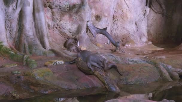 Europese otters spelen in het terrarium — Stockvideo