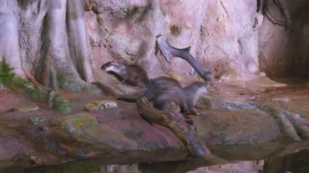 Europese otters spelen in het terrarium — Stockvideo