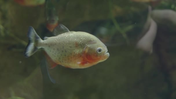 水族馆特写中的食人鱼 — 图库视频影像