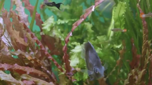 Vue des poissons dans un grand aquarium — Video