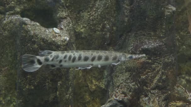 Brochet à carapace dans l'aquarium gros plan — Video