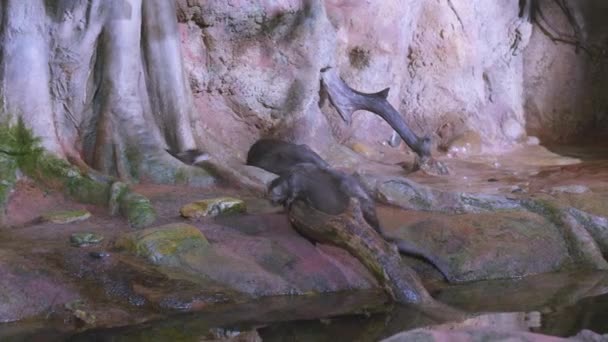 Akvaryumda oynayan Avrupalı su samurları — Stok video