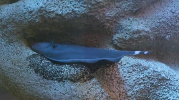 Cuchillo fantasma negro pescado en acuario — Vídeos de Stock