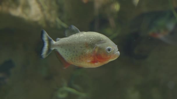 水族馆特写中的食人鱼 — 图库视频影像