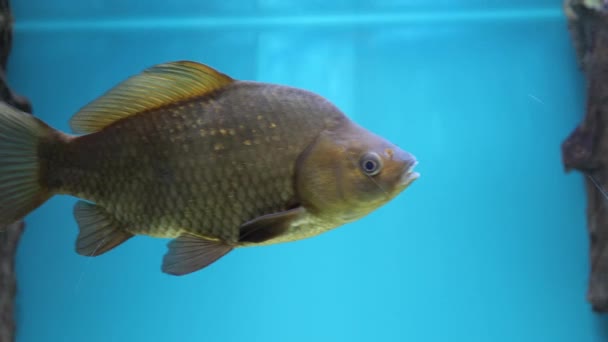 Kruiskarper in het aquarium. Close-up van zoetwatervissen in een aquarium — Stockvideo