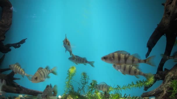 Perca de pescado. peces de agua dulce en el acuario — Vídeo de stock