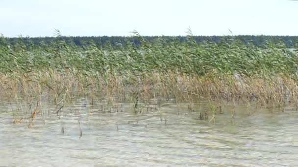 Des roseaux sur l'eau. Roseaux verts sur les rives du lac slow mo — Video