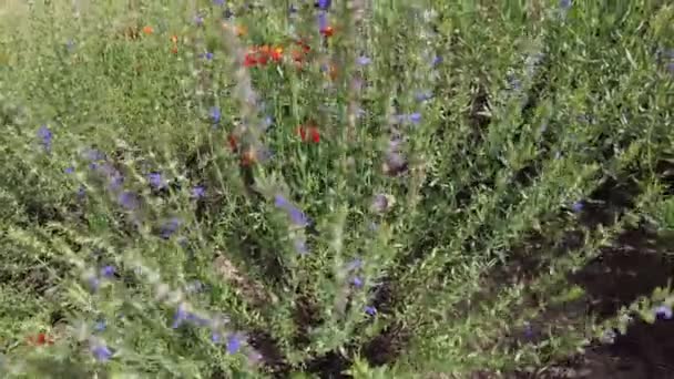 Крупный план куста лаванды в жаркий летний день — стоковое видео