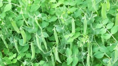 Baharatlı yeşil bezelyeler, bulanık yeşil arka planda yakın plan